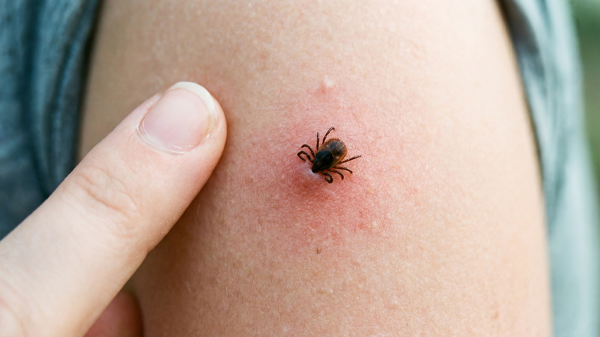 Bilim dünyasından çağrı: Bol yağışlı geçen kış dönemi kene sayısında artışa yol açabilir