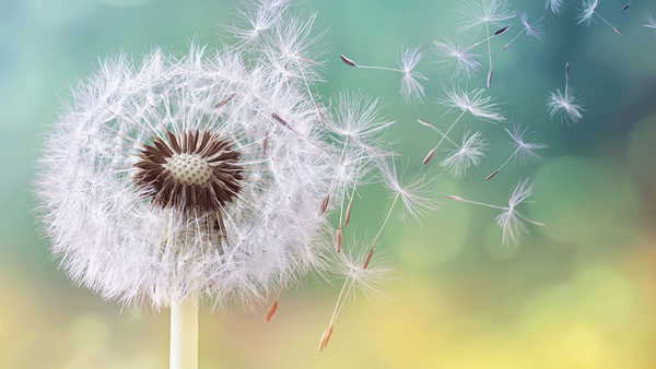 Polen sezonu kapıda: Hapşırık ve kaşıntıya karşı uzmanlardan hayati ikazlar