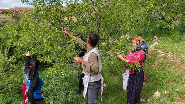 Mersin’de turfanda bereketi: Badem çağlası hasadı 15 gün erkene çekildi!