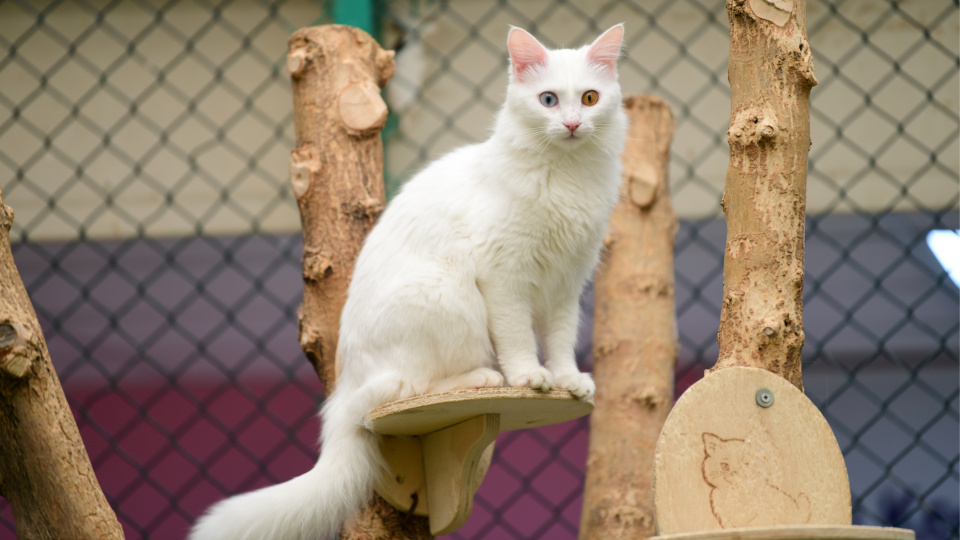 Van kedilerinde şaşırtan sonuç: B kan grubunun daha baskın olduğu belirlendi