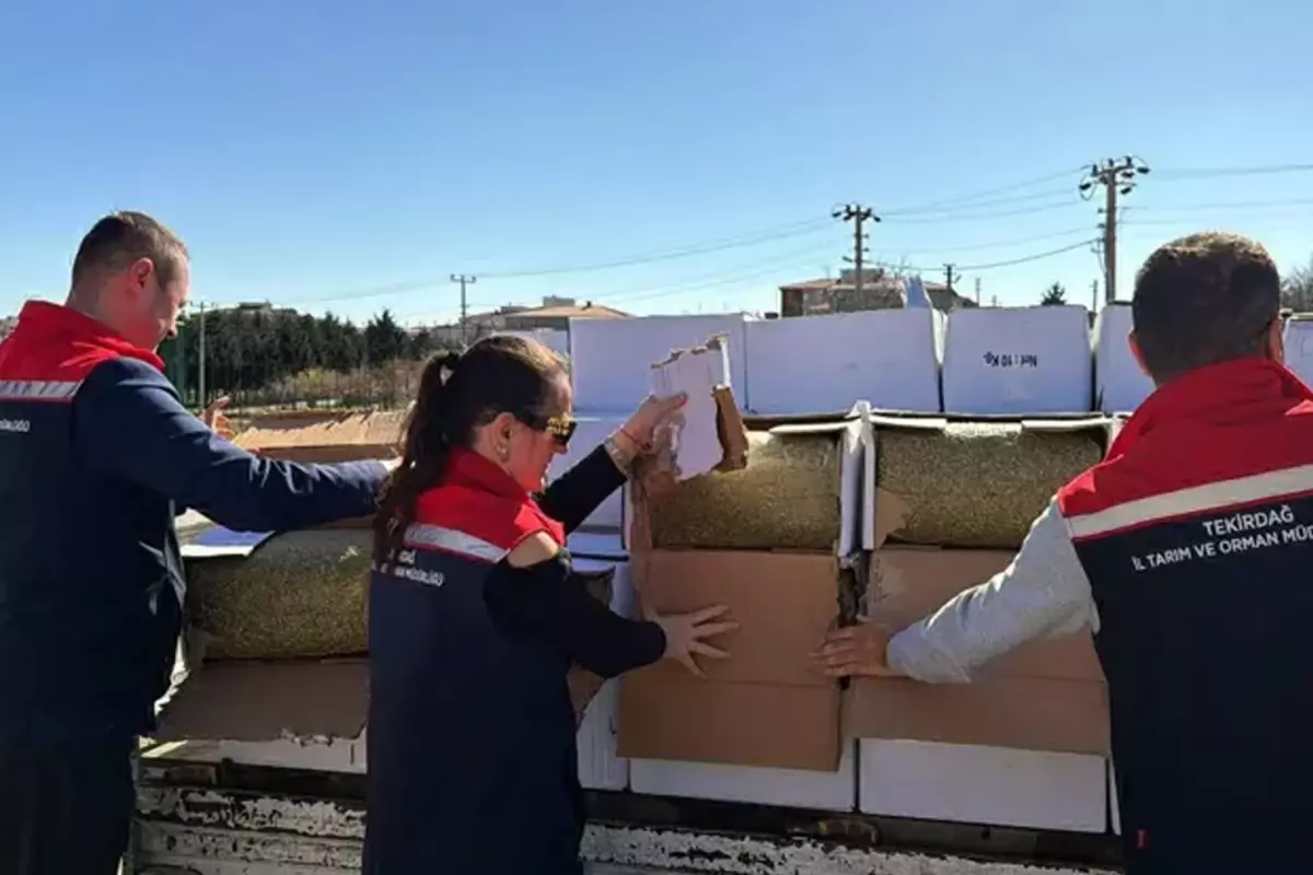 Baklava Hammaddesinde Aflatoksin Tespiti: 2 Ton Ürünün Gıda Arzına Girişi Engellendi