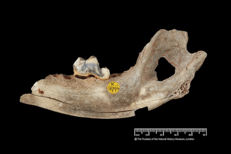 Dünyanın En Eski Evcil Köpeği Türkiye’de Bulundu: Pınarbaşı Keşfi Tarihi Değiştiriyor