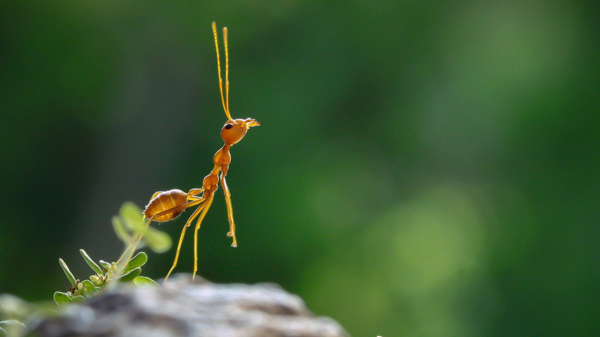 Kirlilik Kolonileri Karıştırdı: Karıncalar Yuva Arkadaşlarına Saldırıyor
