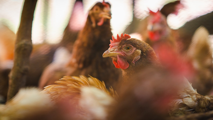 Avrupa’da H9N2 kuş gribi alarmı: İlk insan vakası İtalya’da saptandı!