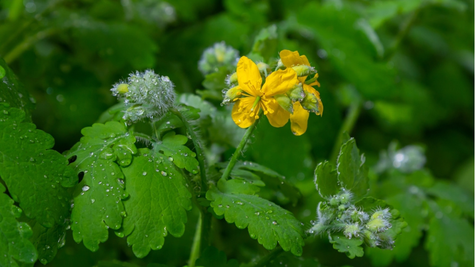 Gözlükten kurtulmak isterken dünyası karardı: Kırlangıç otu suyu kör ediyordu!