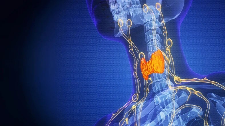 Ömrü Uzatabilir, Kansere Karşı Koruyabilir: Göğsümüzde Sessizce Çalışan Organın Görevi Ne?