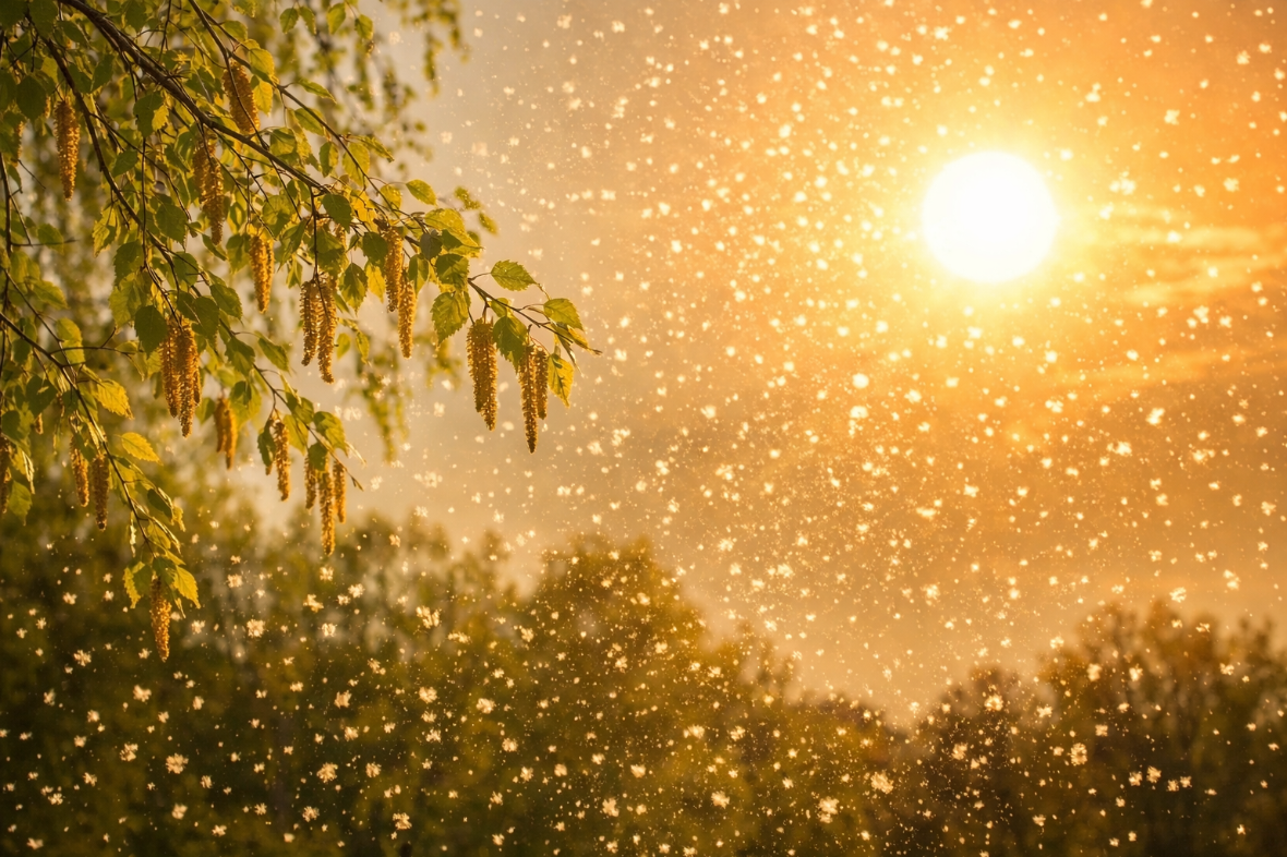 Sıcaklık Artışı Alerji ve Bulaşıcı Hastalık Riskini Katlıyor