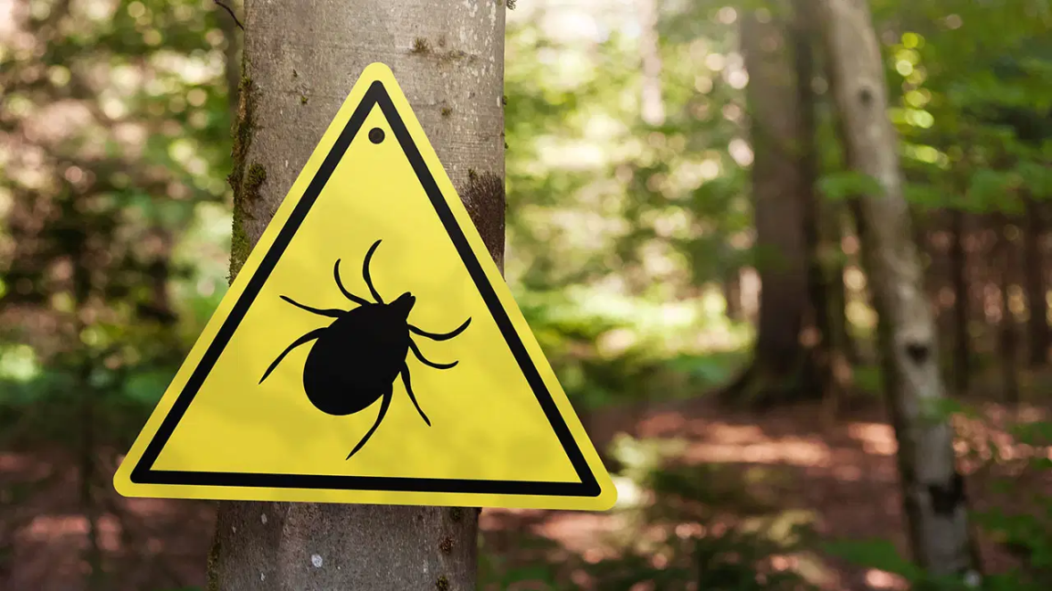 “Uzmanlardan uyarı: Kene vakalarına karşı doğru bilinen yanlışlar”