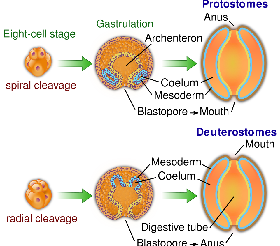 Hayatın Kökleri Daha Derinde: Deuteroms
