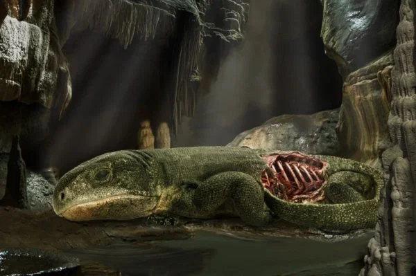 İlk Nefes: Amniyotlarda Solunumun 300 Milyon Yıllık Kökeni