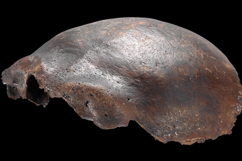 “Melez” Sanılan Kafatasının Gerçeği Ortaya Çıktı