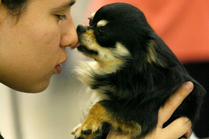 Soyu Tükendi Sanıldı: Chihuahua