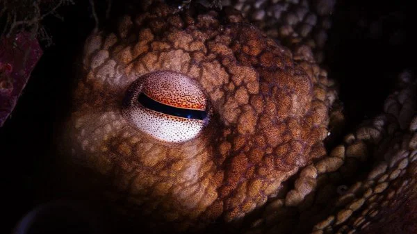 Okyanusların Gerçek Kabusu: 19 Metrelik “Kretase Krakeni” Keşfedildi!