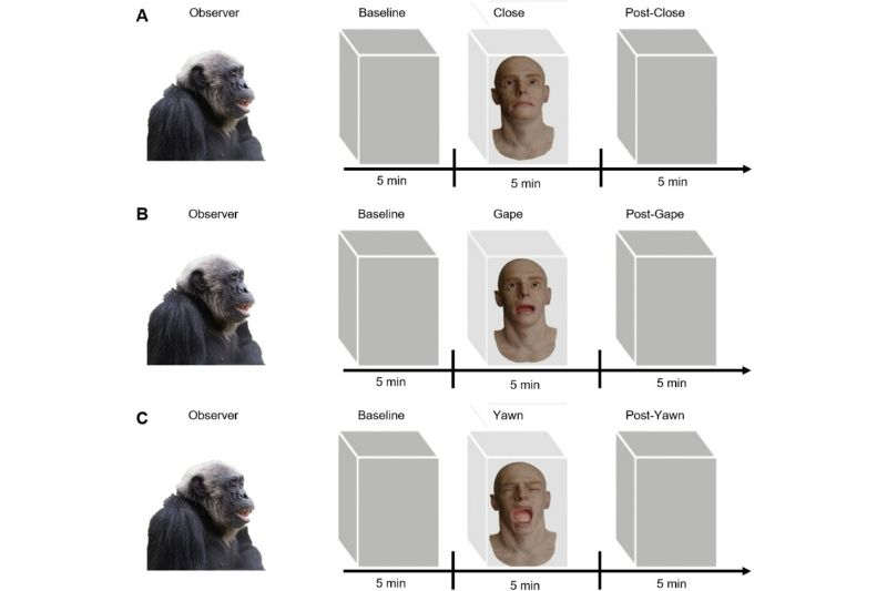 Şempanzelerde de Esneme Bulaşıcı