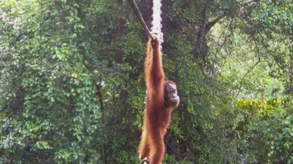 SUMATRA ORANGUTANI TARİHE GEÇTİ! YAPAY İP KÖPRÜYÜ KULLANIRKEN GÖRÜNTÜLENDİ