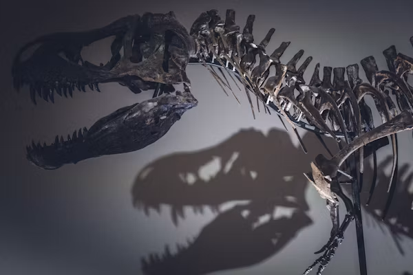 Kuzey Teksas’ta Yeni Dev Mosazor Türü Keşfedildi