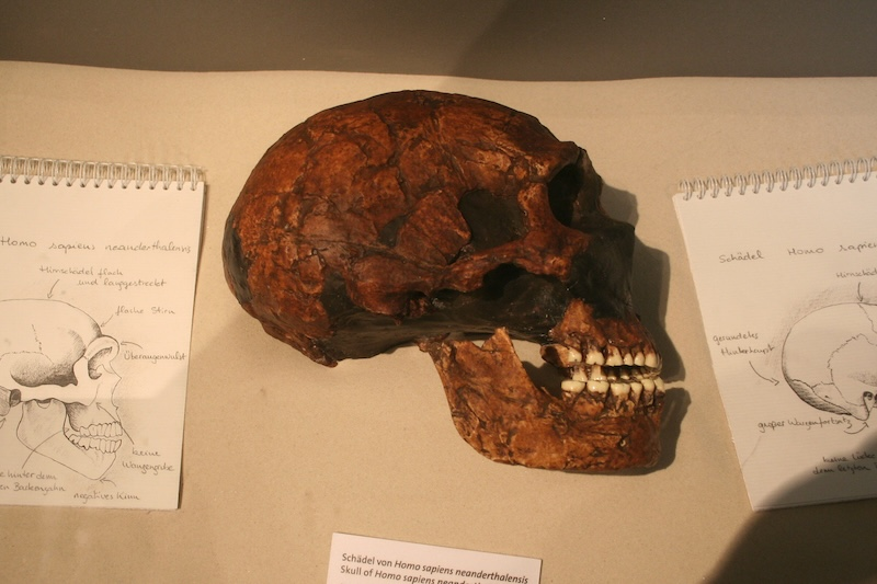 Neandertallerden Miras Kalan DNA, Bazı Virüslere Karşı Savunmamızı Zayıflatıyor